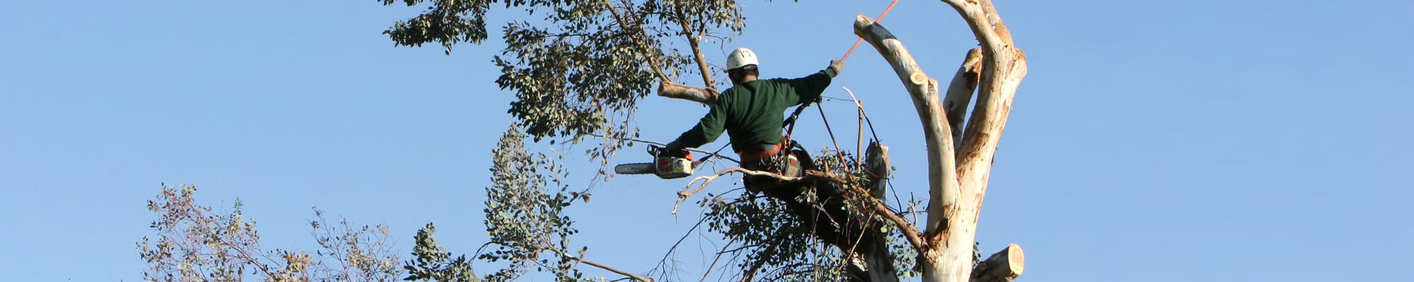 Arborist Financing Tree Service Financing